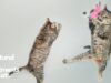2 Natural Flea Treatments For Cats