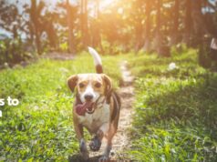 5 Tips to Train Your Dog