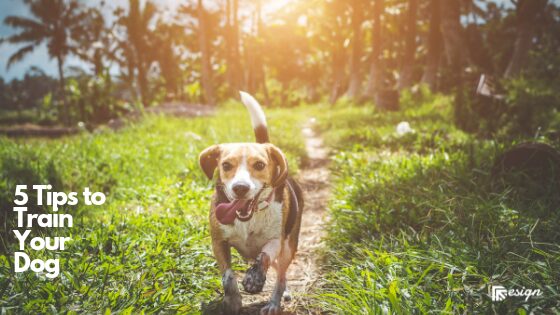 5 Tips to Train Your Dog