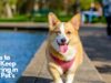 9 Tips to Help Keep a Spring in your Pet’s