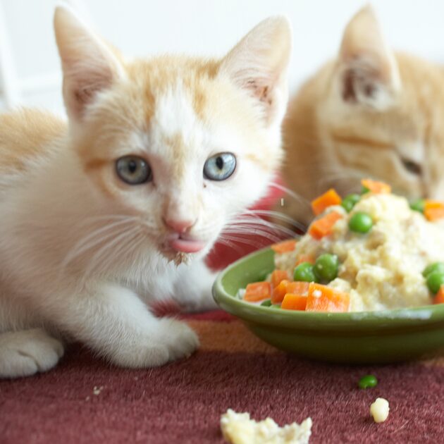 backing organic food for cats