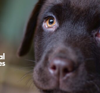 3 Natural Remedies for Ear Mites in Puppies