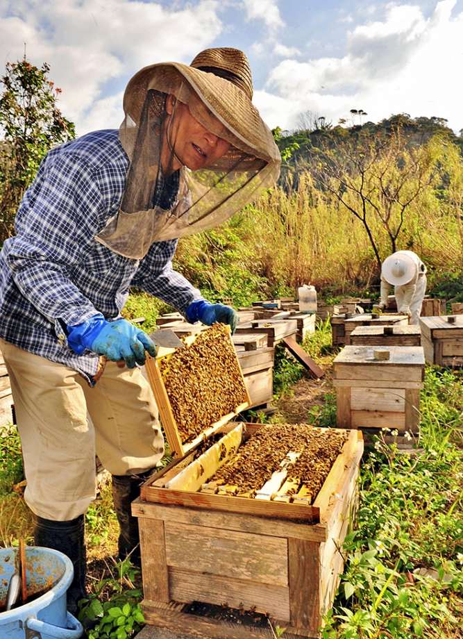 Beekeeping guide for beginners