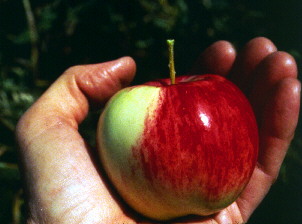 Carbohydrate in apple