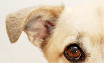 Instinctive remedies for dog ear mites