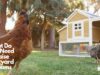 What Do You Need to Raise Backyard Chickens