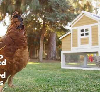 What Do You Need to Raise Backyard Chickens