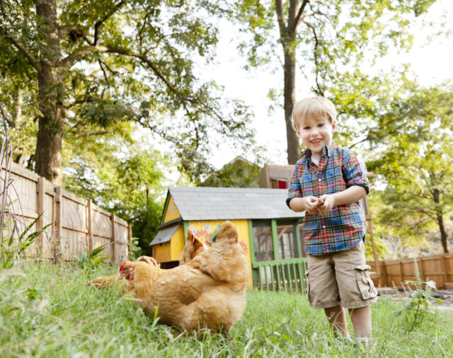 do you need to raise backyard chickens