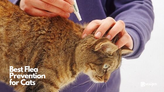 Best Flea Prevention for Cats