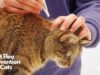 Best Flea Prevention for Cats