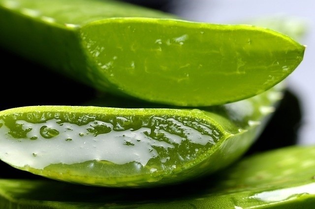 Get rid of pimples fast with using Aloe Vera