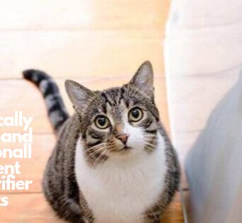 Most Technically Sound and Functionally Efficient Air Purifier for Cats