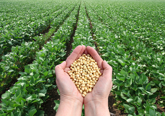 Soybeans